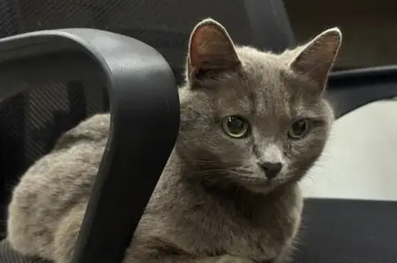 Найдена кошка, Москва, фото: Кошка найдена на 1-й Владимирской, 10Д