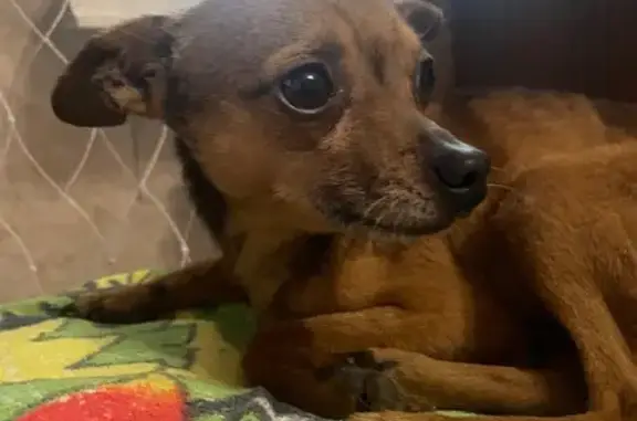 Найдена собака, Иркутск, фото: Найдена собака на Шпачека, 21, Иркутск