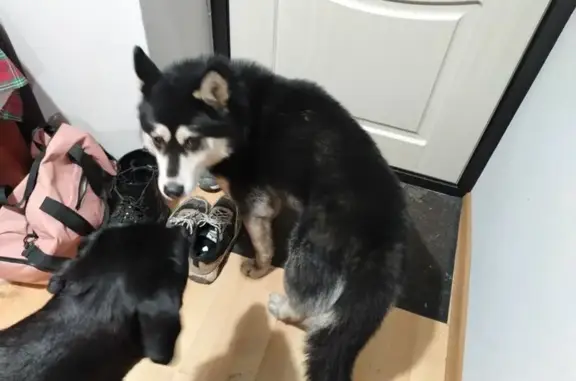 Собака найдена: Степана Разина, 128