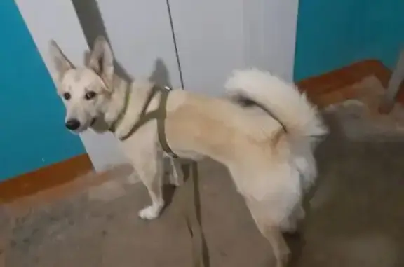 Пропала лайка, Кооперативная, Заречное