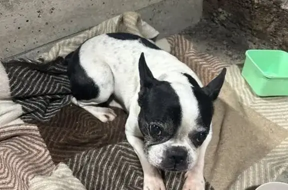 Найдена собака, Красноярск, фото: Французский бульдог найден в СНТ Мир, 56/29