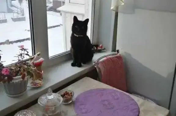 Найдена кошка, Томск, фото: Кошка найдена, ул. Интернационалистов, 2