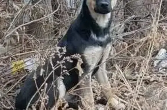 Пропала собака на ул. Восстания, 100 к287