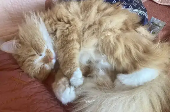 Пропала рыжая кошка, Молодёжный, ИО