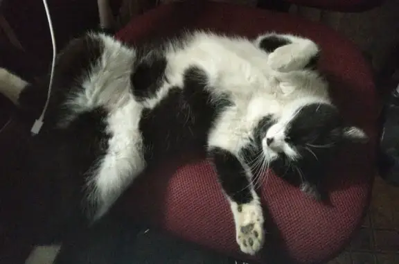 Пропала кошка, Шоссейная ул., 17