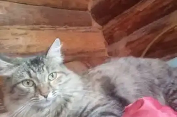 Пропала кошка, пр. Туполева, Ульяновск