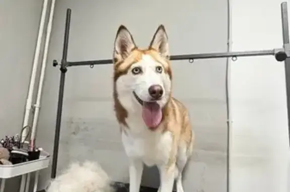 Собаки потеряшки, Западный, фото: Потеряшка собака, Лазурная ул. 3В, Западный