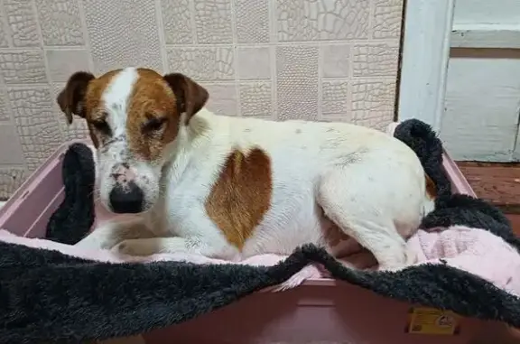 Найдена собака, Шахты, фото: Найдена собака, пр. Победа Революции, 113