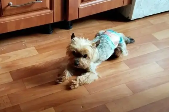 Собаки потеряшки, , фото: Потеряшка собака, 61К-052, Новая Деревня