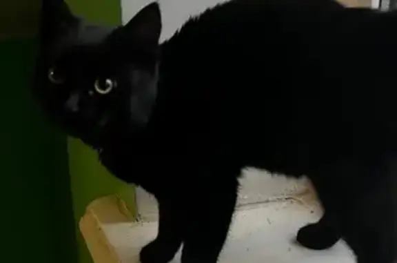 Найдена кошка, Уфа, фото: Кошка найдена на Рихарда Зорге, 28/1, Уфа