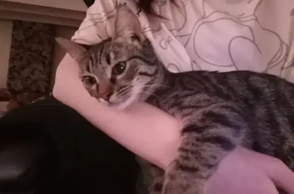 Пропала кошка в Зелёном Городе, НО