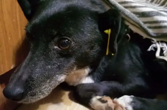 Пропала собака, МО, 45 см, черная с белым