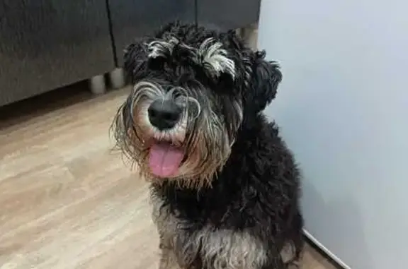 Пропала собака на Юбилейной, 29, Елец