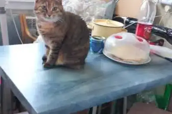 Кошки потеряшки, Санкт-Петербург, фото: Потеряшка кошка, ул. Руднева, 13 к1, СПб