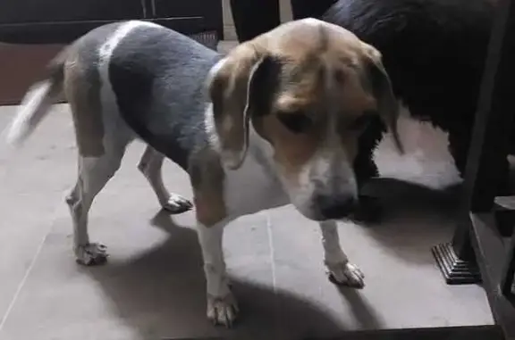 Найдена собака, Краснодарский край, фото: Найдена собака в Динской, Краснодарский край