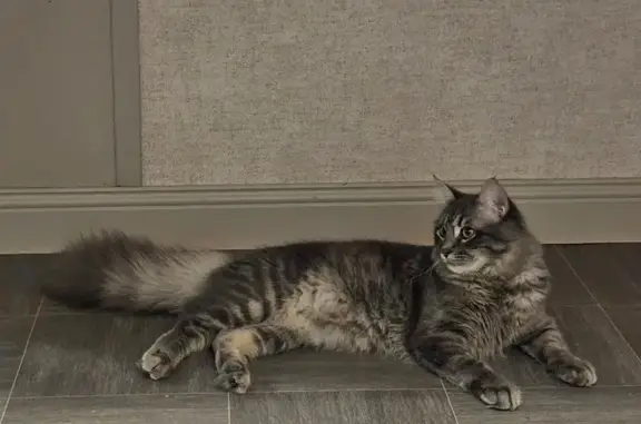 Пропала кошка, пр. Чекистов, 34, Краснодар