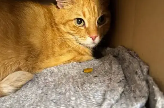 Найдена кошка, Челябинск, фото: Найдена кошка, ул. Болейко, Челябинск