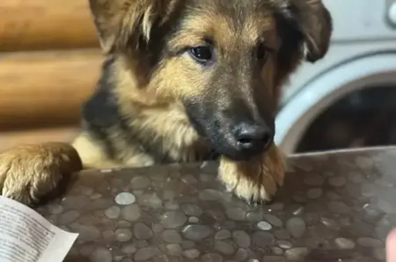 Найдена собака, Московская область, фото: Собака найдена: А-108, МО