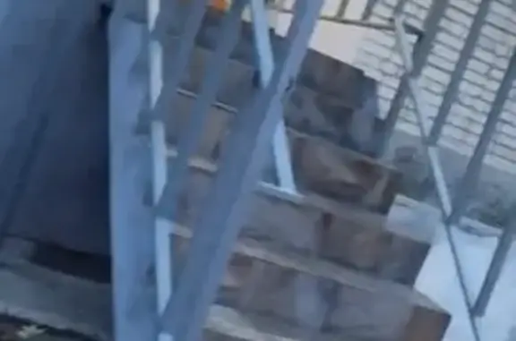 Найдена собака, Ростов-на-Дону, фото: Хаски найдена: Орбитальная ул., 66Б, РнД