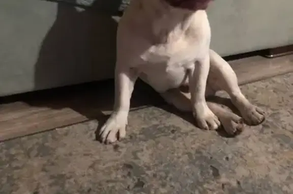 Найденные животные Ачинск, фото: Собака найдена, ул. 5 Июля, Ачинск