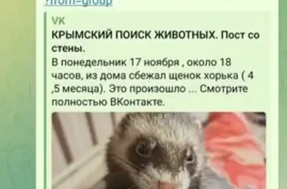 Пропал хорек Шипит, Симферопол...