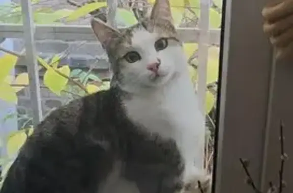 Пропала кошка, пр. Ленина 231, Ростов-на-Дону