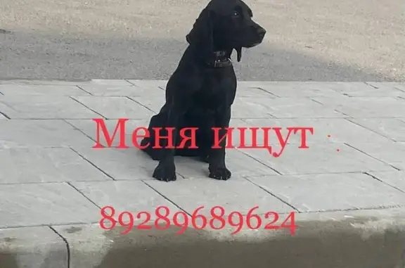 Пропала черная собака, Лермонтов, СК