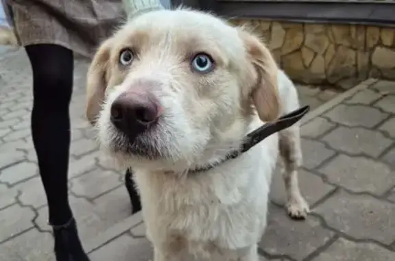 Найдена собака, Тула, фото: Собака найдена: ул. Джамбула, 11, Тула