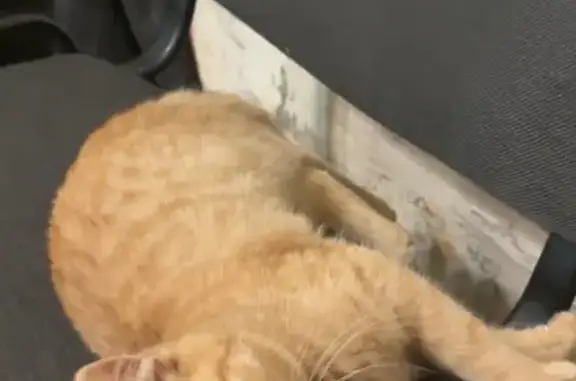 Кошки потеряшки, Ставрополь, фото: Потеряшка рыжий котенок, Российская 20, Ставрополь