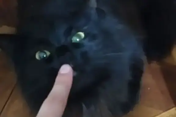 Пропала кошка, Казань, Асылъяр, 44А