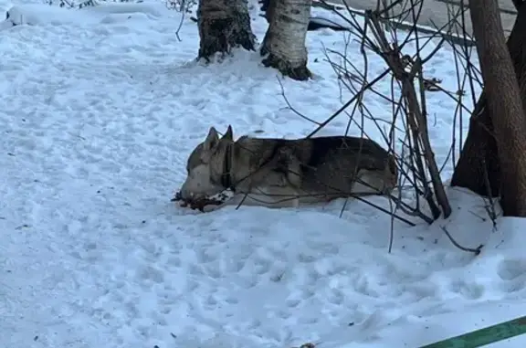 Найдена собака, Хабаровск, фото: Собака найдена: Ленинградская 10, Хабаровск