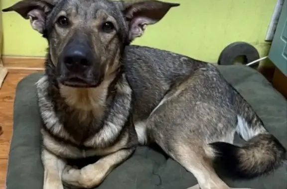 Найдена собака, Москва, фото: Собака найдена: 2-й Грайвороновский пр., 42 к2