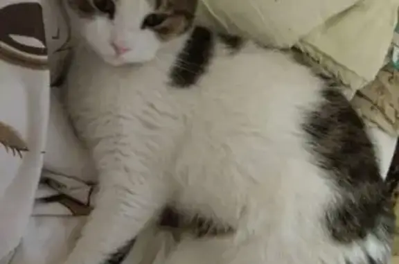 Пропала кошка, ул. Мира, 49, Самара