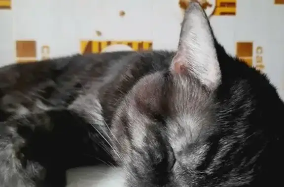 Кот найден на Днепропетровской, Нижний 