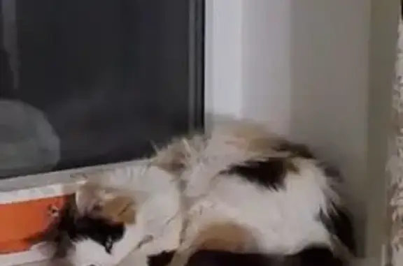 Пропала кошка, бульвар Гагарина, Пятигорск