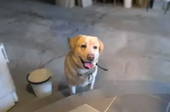 Найдена собака на Ардатовской, Волгоград