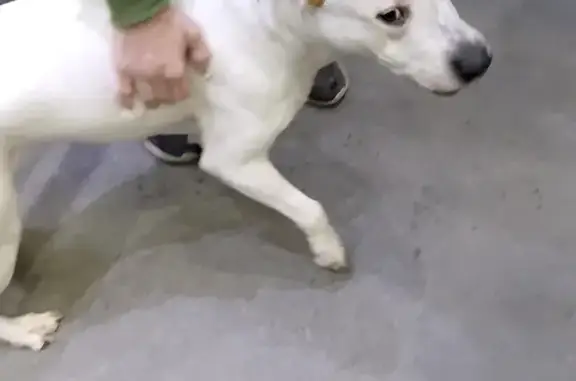 Найденные животные Мурманск, фото: Собака найдена у ГМ Лента, Радищева 2