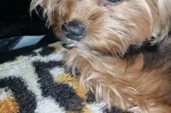 Собаки потеряшки, Усть-Илимск, фото: Потеряшка собака, ул. Героев Труда 21А