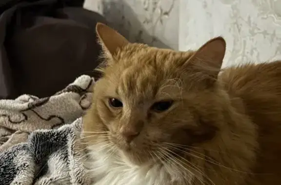 Пропала кошка, Новомосковск, Тула