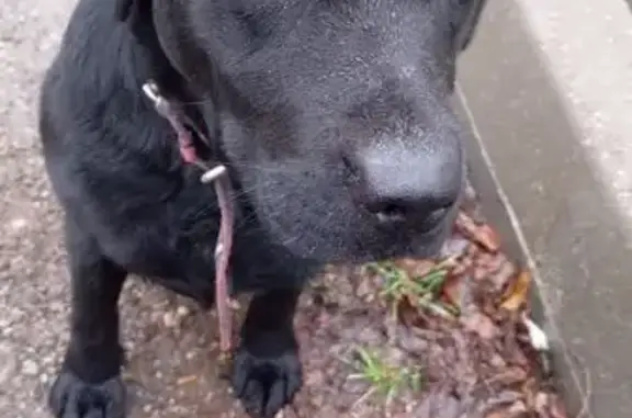 Найдена собака, Ставропольский край, фото: Ставропольский край: найдена черная собака