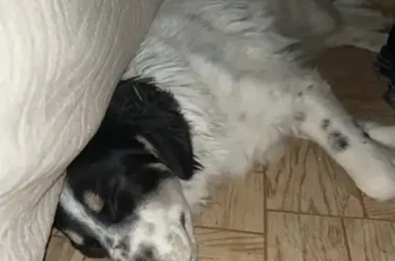 Найдена собака, Приморский край, фото: Собака найдена: Луговая, Владивосток