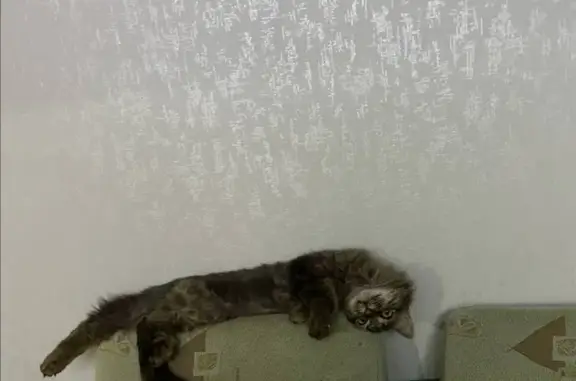 Кошки потеряшки, Ульяновск, фото: Потеряшка кошка, Луначарского 15, Ульяновск