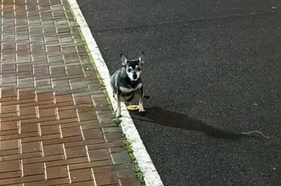 Найдена собака, Краснодар, фото: Собака найдена на пр. Образцова, Краснодар