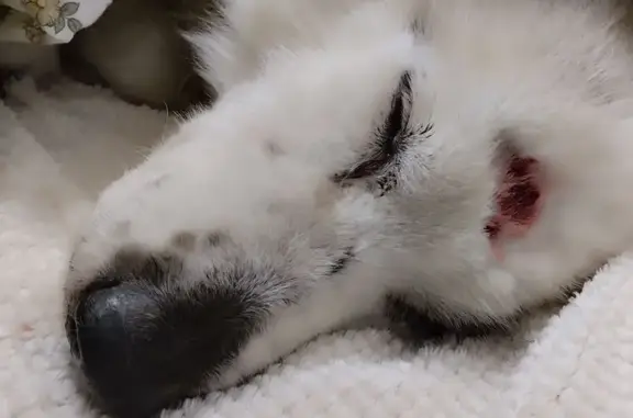 Найдена собака, Курск, фото: Найдена собака, ул. Бурцевка, 60, Курск