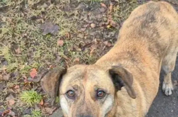 Найдена собака, Жуковский, фото: Собака найдена, ул. Чаплыгина, 24