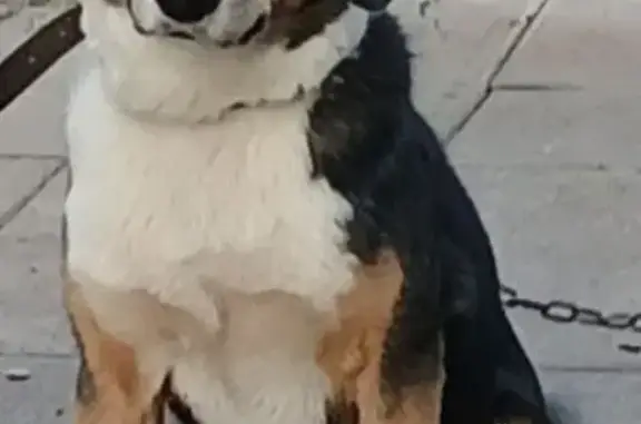 Пропала собака в Искеево-Яндуши