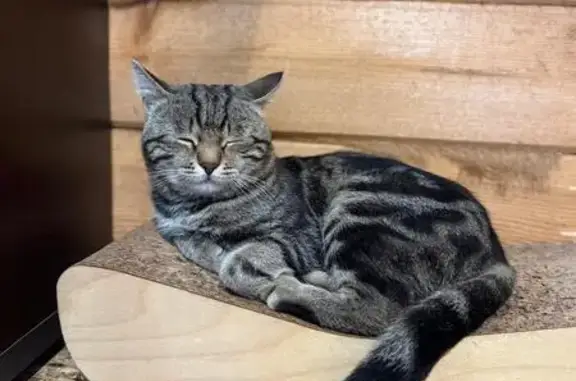 Пропала кошка, Есаульский сельсовет