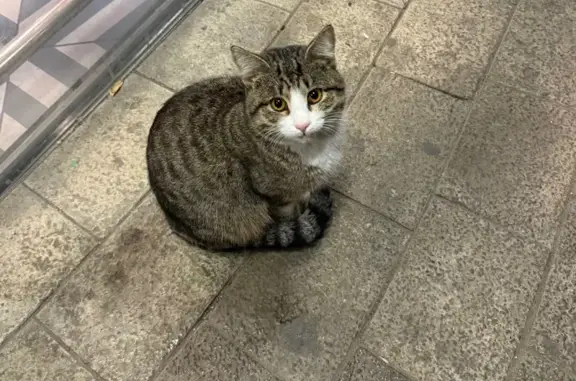 Найдена кошка, Астрахань, фото: Кошка найдена: Новый мост, Астрахань