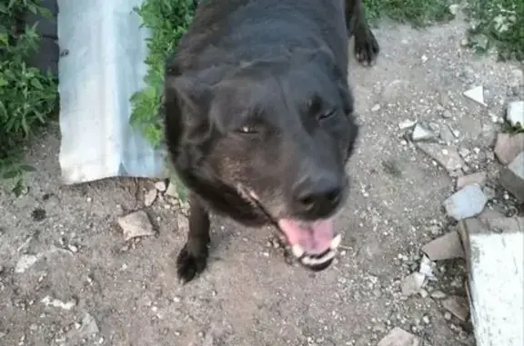 Пропала черная собака, 1-я Завокзальная, Сызрань