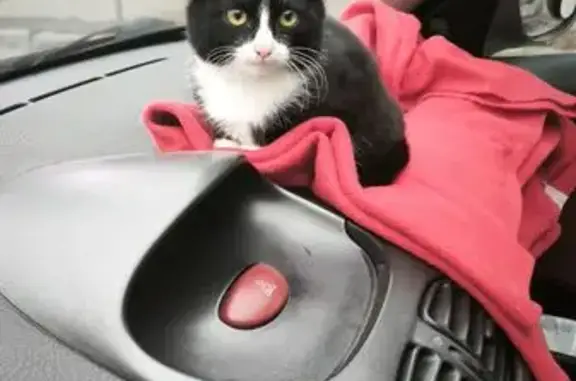 Найдена кошка, Орёл, фото: Кошка найдена на Раздольной, 88, Орёл